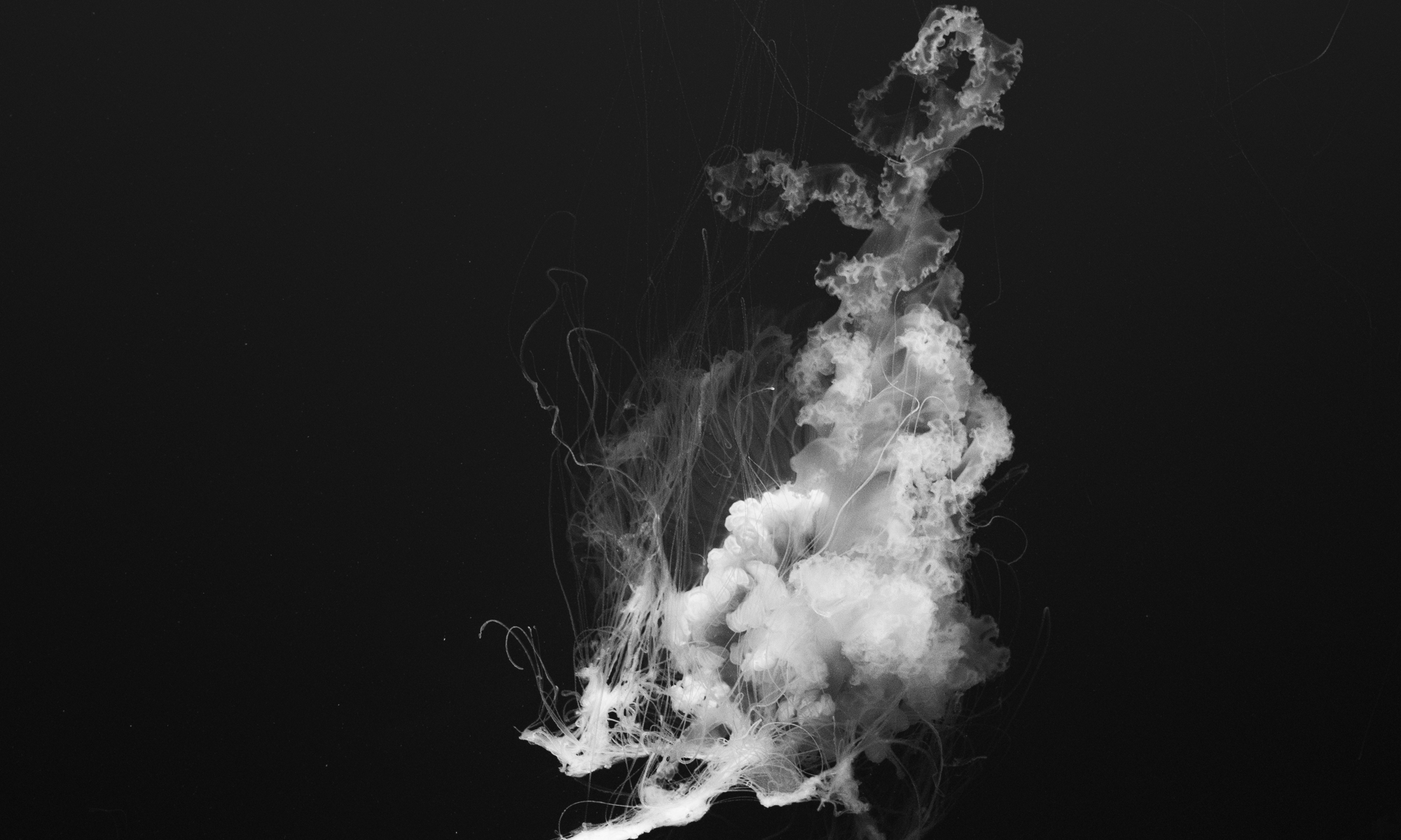 black and white photo of a jellyfish