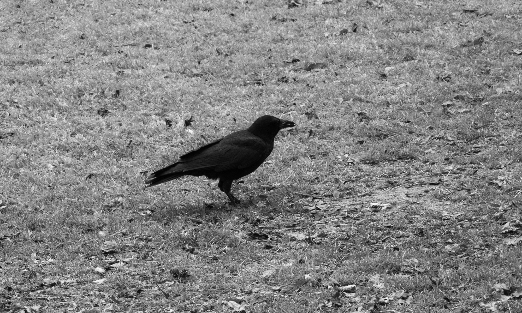 black and white image of a crow on grass